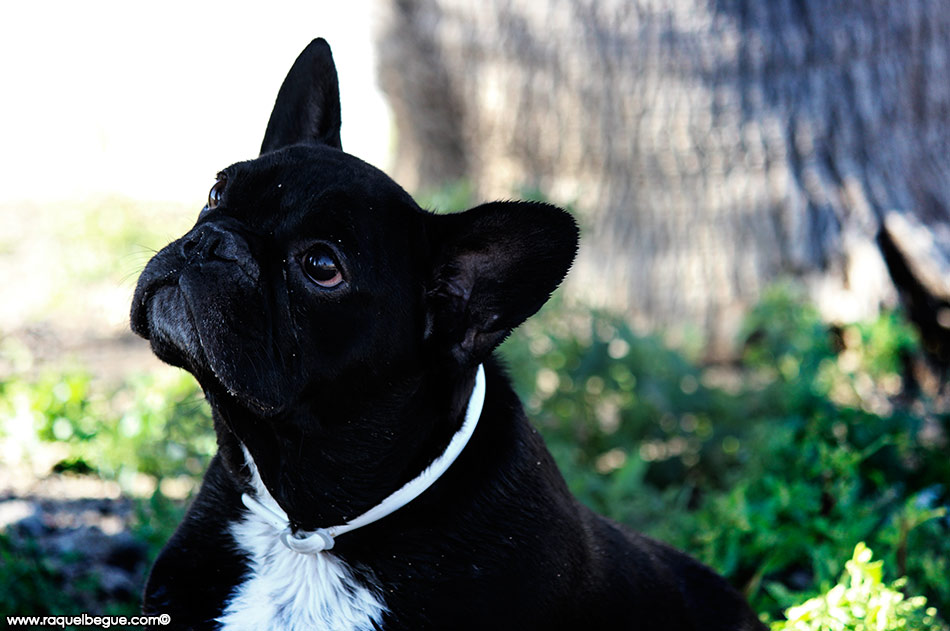 book-perros