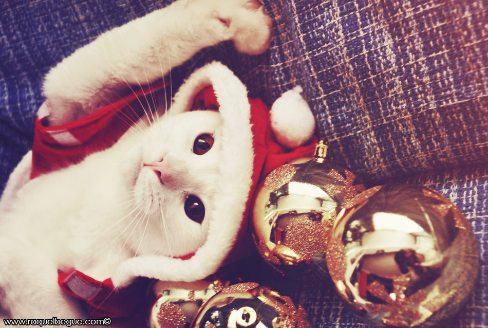 regalo-gato-navidad