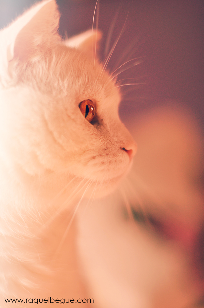 lucas-white-cat