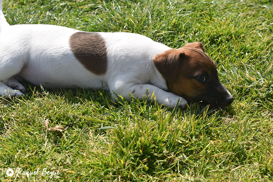 sesion-perro-bcn