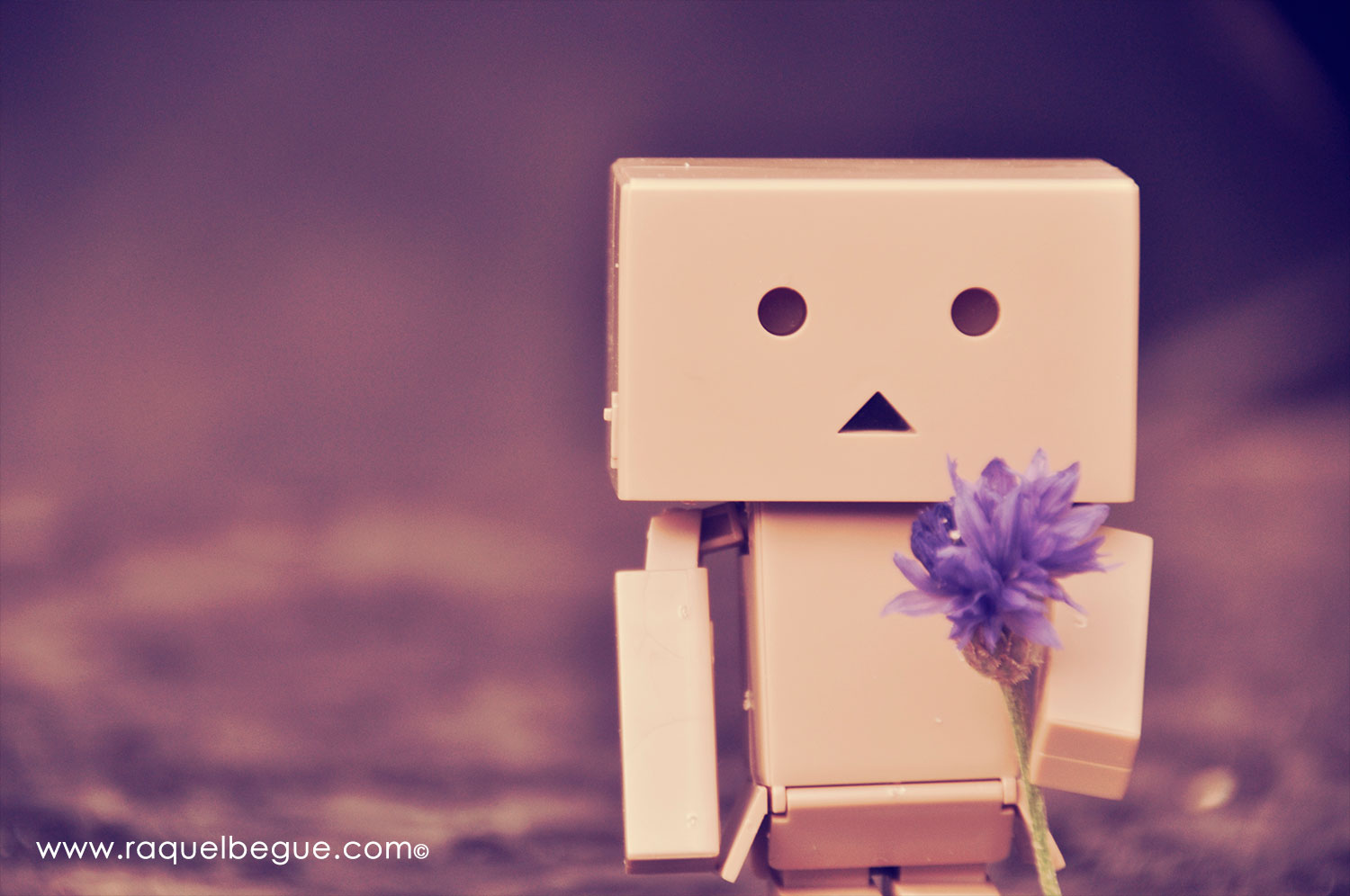 Danbo blog