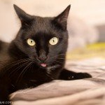 Sesión de fotos gato | Mambo