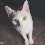 Sesión fotos gato | Arwen