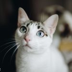 Sesión fotos gatos | Chloe & O’malley