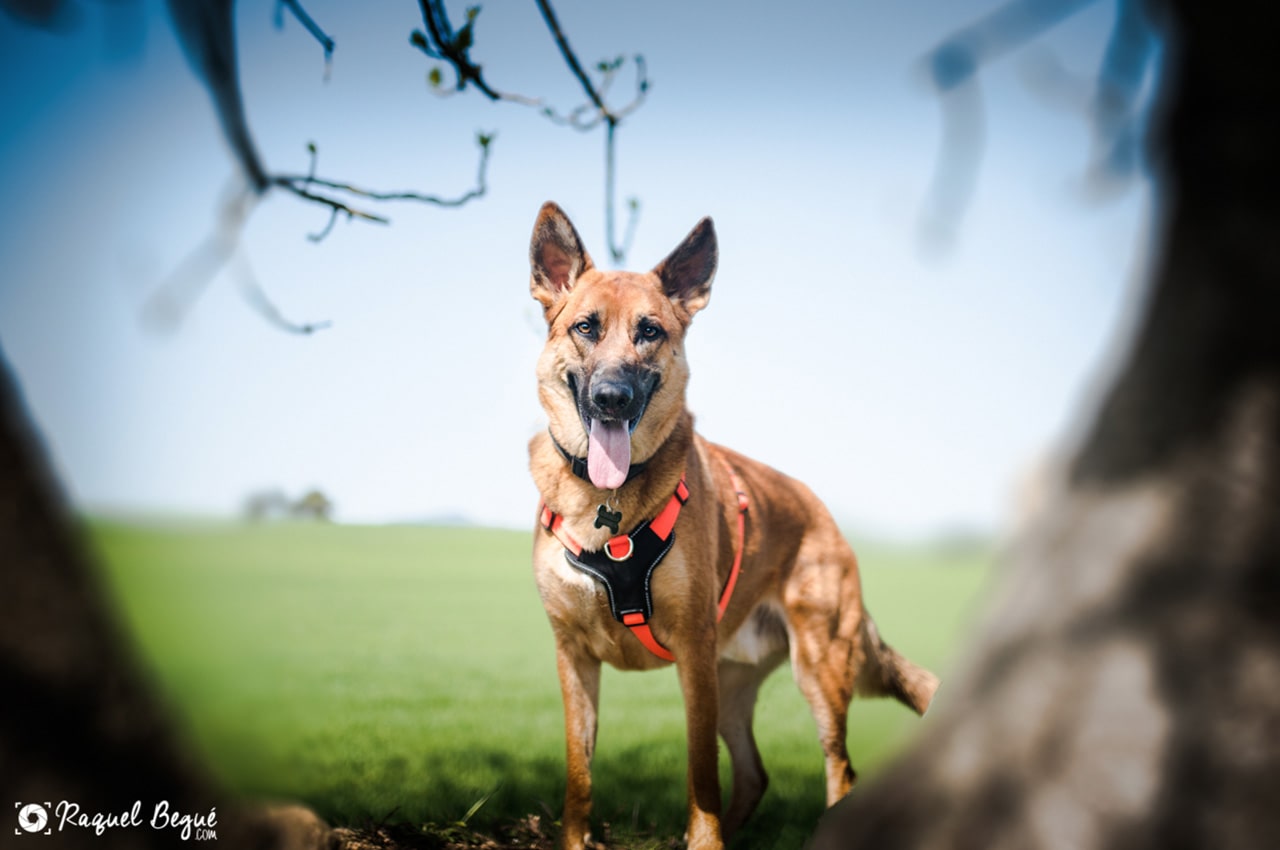 Fotografía animales en Barcelona