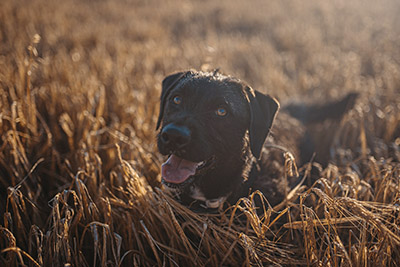 Sesión fotos perro